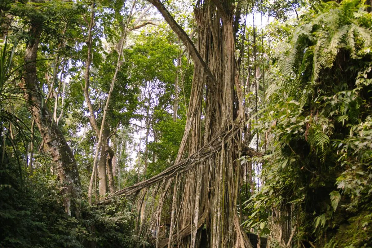 Things to do in Ubud-Sacred Monkey Forest Sanctuary